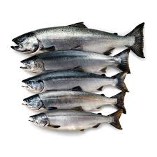 <p>Salmon</p>