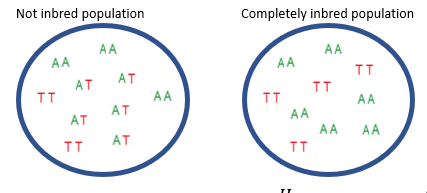 <p>If the <strong>observed heterozygote frequency</strong> matches the <strong>expected Hardy–Weinberg frequency</strong>, the inbreeding coefficient <strong>F = 0</strong>, indicating no inbreeding. If a population has <strong>no heterozygotes</strong>, the inbreeding coefficient <strong>F = 1</strong>, indicating complete inbreeding. Thus, an example population with <strong>F = 0.583</strong> is substantially—but not fully—inbred.</p><img src="https://knowt-user-attachments.s3.amazonaws.com/358846ad-ba65-42b2-bab6-b40db158f70c.png" data-width="100%" data-align="center"><img src="https://knowt-user-attachments.s3.amazonaws.com/ed81e82d-6d1b-40fa-8297-463cc58bc777.png" data-width="100%" data-align="center"><p></p>