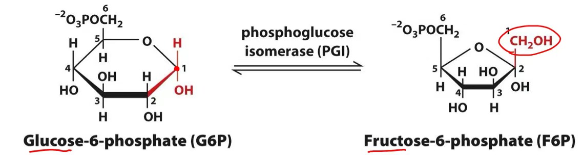 <p>glucose-6-phosphate → fructose-6-phosphate</p>