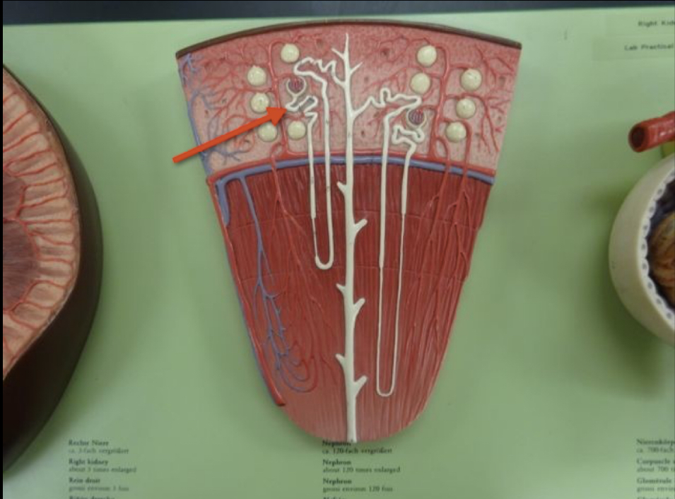 <p>Name the structure </p>