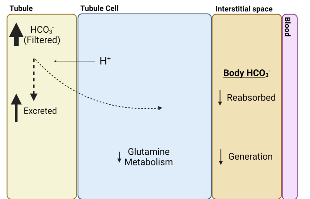 <ul><li><p>there is little hydrogen ions inside the tubule cells </p></li><li><p>so there are less hydrogen ions being passed into the tubule </p></li><li><p>so less is there to combine with the bicarbonate in the filtrate- so less is reabsorbed </p></li><li><p>and glutamine metabolism is lowered- so there is less generation of bicarbonate </p></li><li><p>overall this pushes the equation to the side that increases bicarbonate and therefore increases hydrogen ions </p></li></ul><p></p>