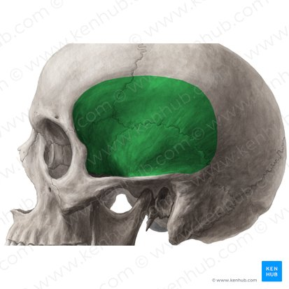 <p>Name the muscle(s) that has their origin on structure highlighted in green, including their:</p><ul><li><p>insertion</p></li><li><p>innervation</p></li><li><p>action</p></li></ul><p></p>