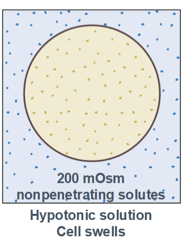 <p><span style="background-color: transparent;"><span>cell swells with water (higher concentration inside the cell than in the environment)</span></span></p>