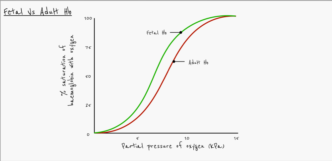 <p>Describe difference in oxygen affinity between fetal haemoglobin and adult haemoglobin</p>