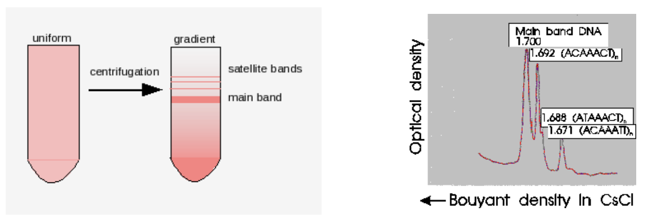 <ul><li><p>satellite DNA differentially sediments in a CsCl gradient due to different base composition than the “main band” DNA</p></li><li><p>don’t have same AGCT representation</p></li><li><p>satellite bands are repetitive DNA that don’t co-sediment w/ main band</p></li><li><p>AT DNA is less dense than GC DNA</p></li></ul><p></p>