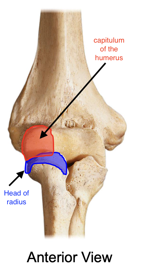 <p>capitulum of the humerus</p>