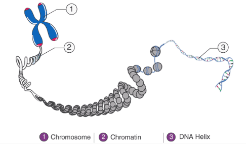 <p>chromosomes:</p><ul><li><p>linear molecule of DNA tightly wrapped around histone proteins </p></li><li><p>DNA is only in this form during cell division</p></li></ul><p>chromatin:</p><ul><li><p>DNA more loosely associated w/ histones</p></li><li><p>enclosed in the nucleus</p></li></ul><p></p>
