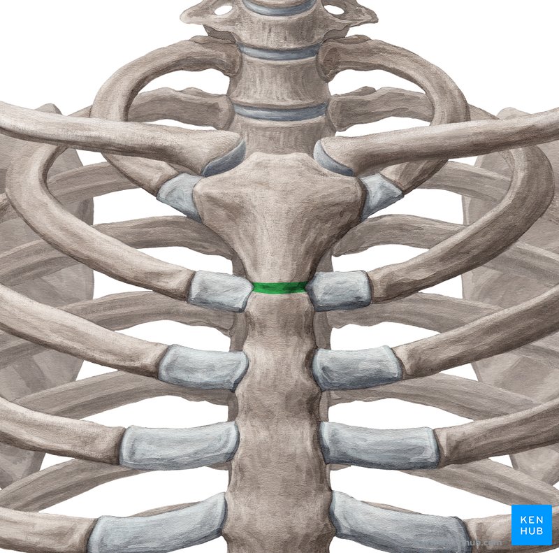 <ul><li><p>It is the angle formed by the junction of the manubrium and the body of the sternum in the form of a cartilaginous joint (which later becomes bony).</p></li></ul><p></p>