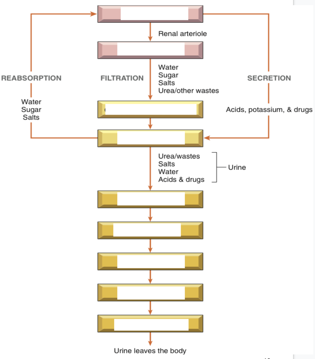 <p>Write the order of the process of forming and expelling urine</p>