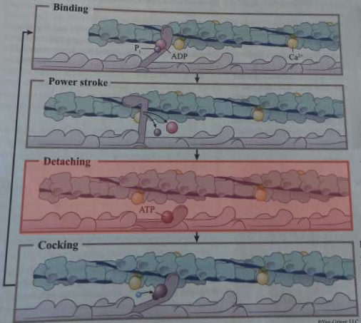 <p>What happens during this step of cross-bridge formation?</p>