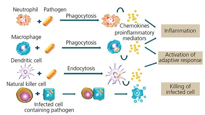 <p>neutrophil: leukocyte = <strong>phagocytize </strong>microorg’s like bact</p><p>NK: granulocyte = <strong>PERFORATE</strong>: perforins, granzymes, cytokines on viral / cancer infected cells bc faulty MHC I rec.</p>