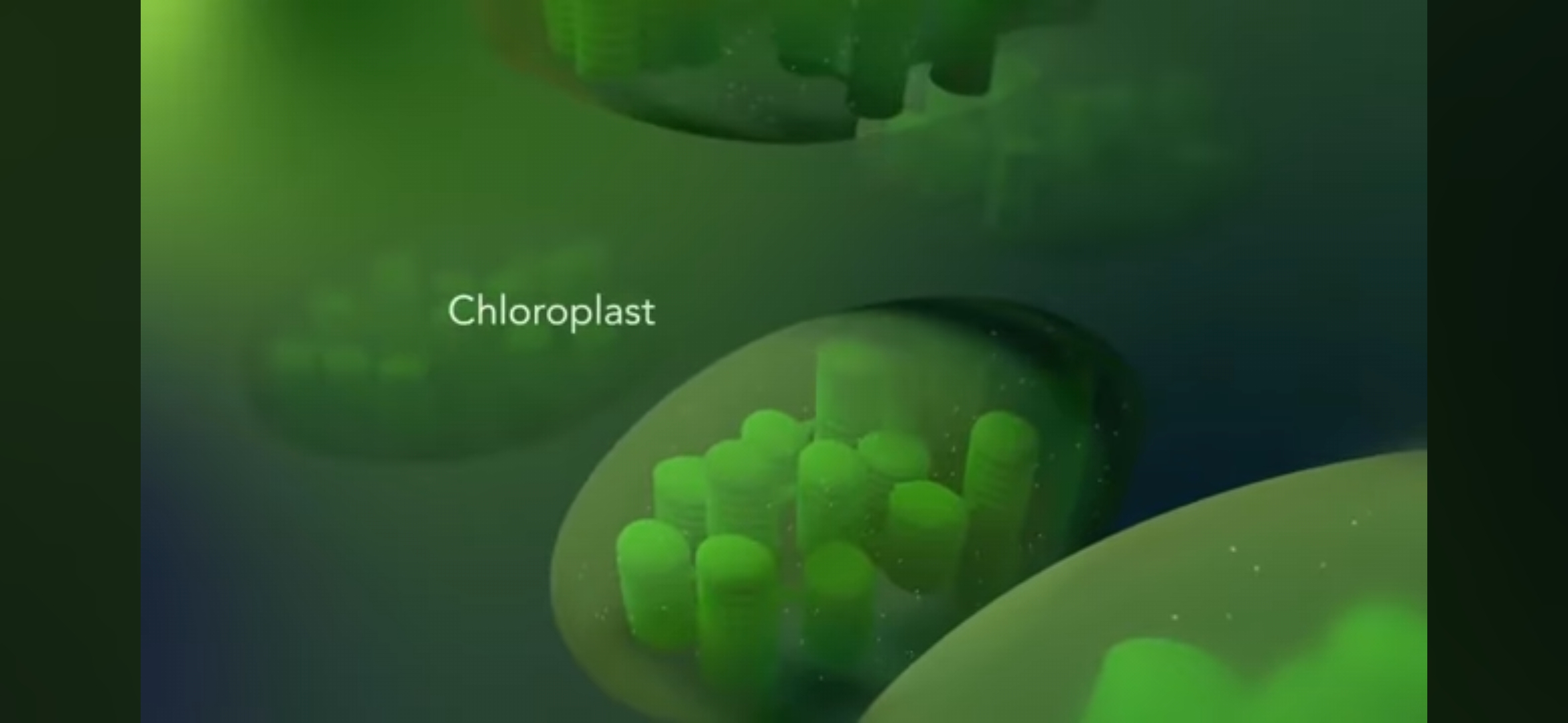 <p>chloroplast</p>
