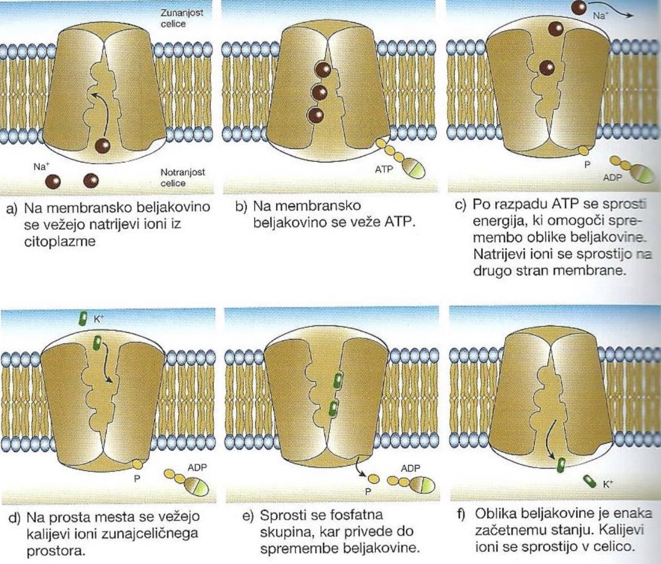 <p>Za prenos se porablja energija iz molekul ATP. Snovi prehajajo v nasprotni smeri koncentracijskega gradienta - iz nižje proti višji koncentraciji snovi. Tako celica nekatere snovi kopiči, nekatere pa aktivno izloča.</p><p>Prenašalna beljakovina je <strong>membranska črpalka</strong>. S fosforilacijo le-te se njena oblika spremeni in se snov sprosti na drugo stran membrane (slika)</p>