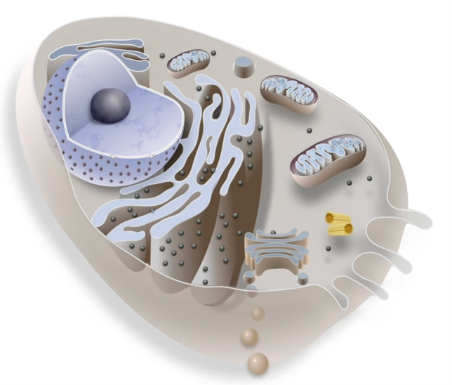 <p>membrane-bound nucleus &amp; organelles</p><p>bigger than prokaryotic cells</p>
