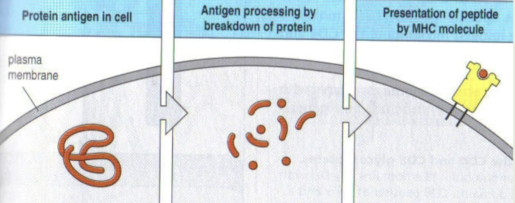 <p>to activate T cells, antigens must be processed by APCs. APC degrades the antigen into small fragments. small fragments of the immunogen (antigenic epitope) are noncovalently bound to MHC &amp; expressed on the surface of the APC. non-biodegradable substances are not immunogenic: silicone implants, stents, hip implants</p>
