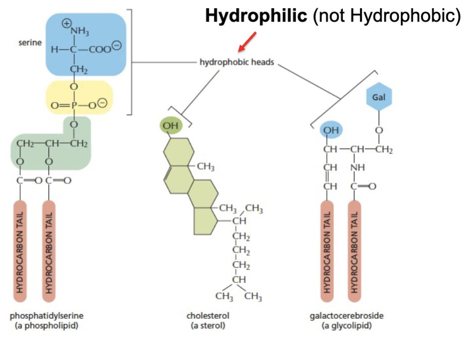 <p>amphiphatic</p>
