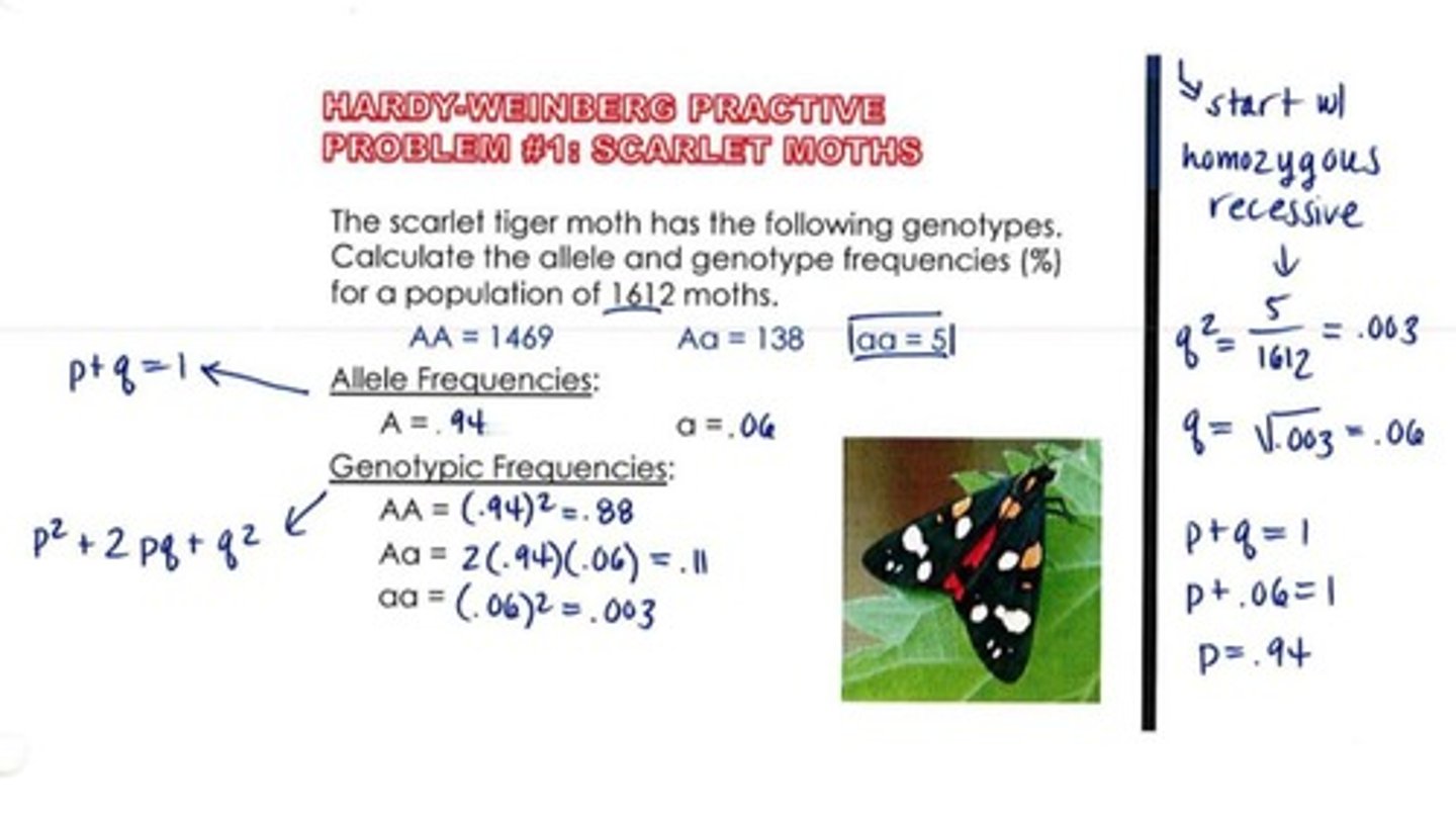 <p>Allele frequencies remain constant without evolution.</p>