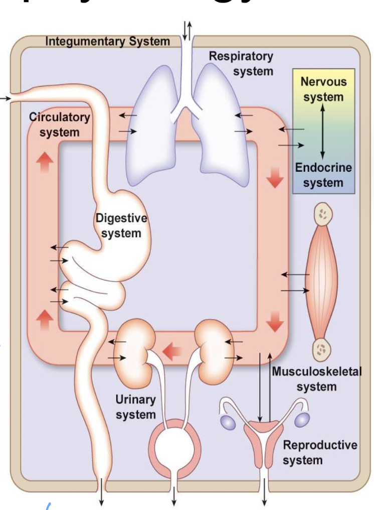 <ul><li><p>communication systems (nervous, endocrine)</p></li><li><p>internal transport systems (circulatory, lymphatic)</p></li><li><p>input/output systems (digestive, urinary, respiratory)</p></li><li><p>mobility systems (musculoskeletal)</p></li><li><p>immune systems</p></li><li><p>reproductive systems</p></li></ul><p></p>