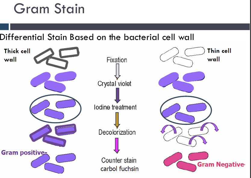 <p>gram stain</p>