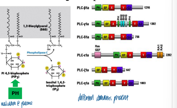 <p>found on phospholipase C to help localize the enzyme to its substrates via binding to PIP2 </p><ul><li><p>PH domains can bind to PI(4,5)P2 and PI(3,4,5)P3 </p></li><li><p>PH and C2 domains in PLC’s help target the PLC to its membrane-localized substrate </p></li></ul><p></p>