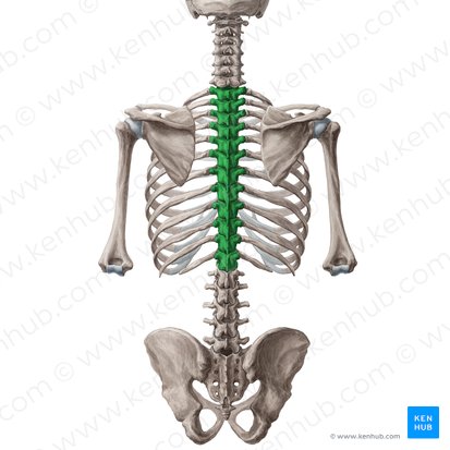 <p>12 Brustwirbel</p>