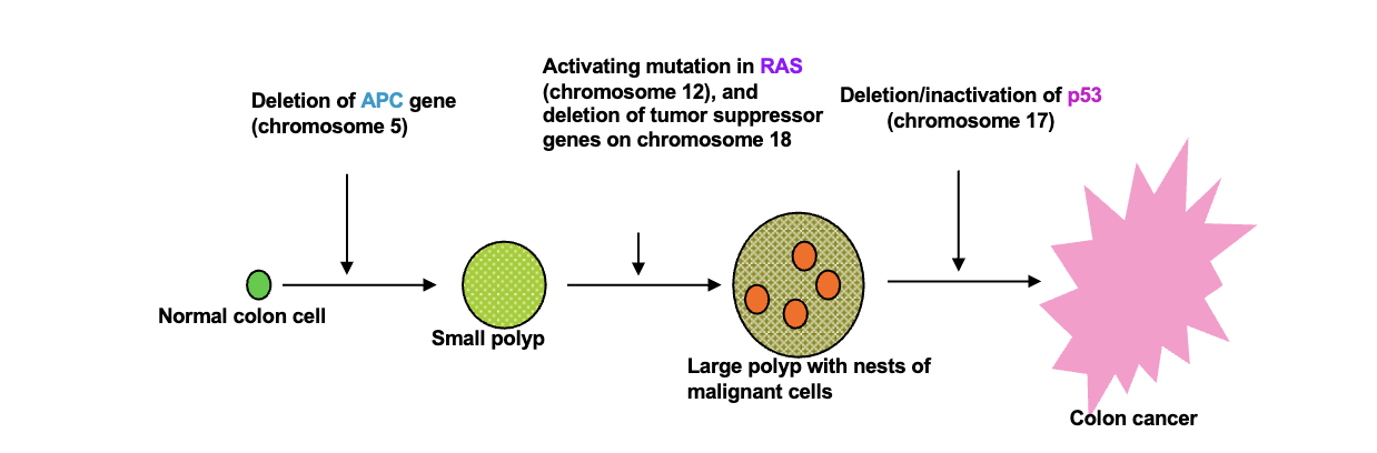 <p>Which mutated genes are implicated in cancer:</p><ol><li><p>Oncogenes (Go) </p></li><li><p>Tumor supressor genes (breaks) </p></li><li><p>About 50% of tumors have an inactive p53 gene and cyclin D and E are often highly expressed in BREAST cancer carcinomas </p></li><li><p>Each cancer is cause by different GENE MUTATIONS - Difficult to find universal cure </p></li></ol><p></p>