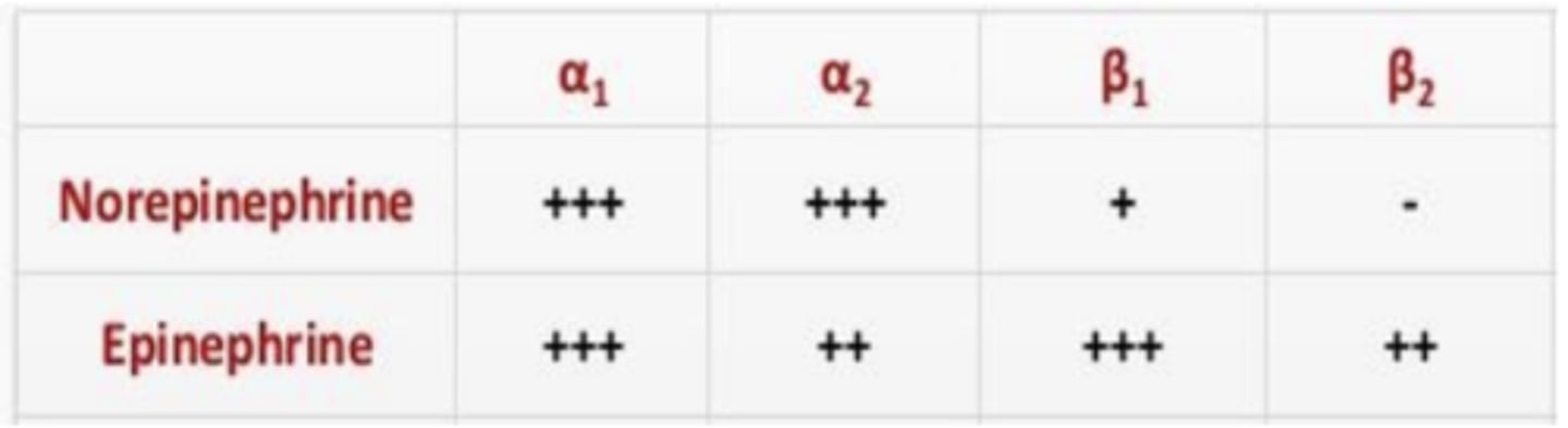 <p>norepinephrine and epinephrine</p><p>- a1 has equal sensitivity for both NE and EPI, a2 has more sensitivity for NE, but still sensitivity for EPI</p><p>- β1 and β2 have higher sensitivities for epinephrine. β2 has no sensitivity for NE</p>