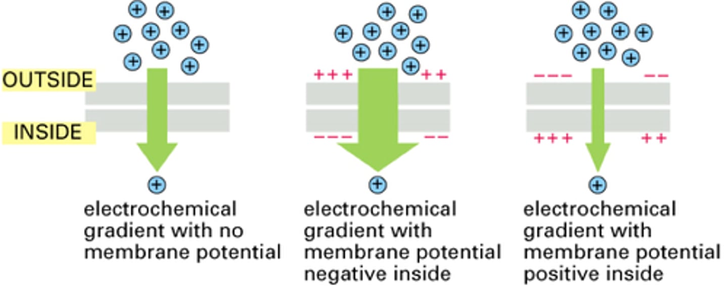 <p>electric voltage difference across a cell's plasma membrane</p><p>- results from unequal distribution of ions (like sodium and potassium) between inside and outside of cell</p>