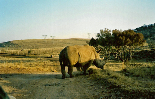 <p>wildlife and marine species (n)</p>
