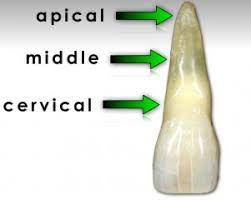 <p>Closest to the apex of the tooth</p>