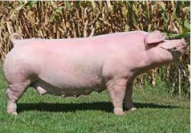 <p>White Pig are totally white, and the ears of the breed are medium in size and droopy</p>
