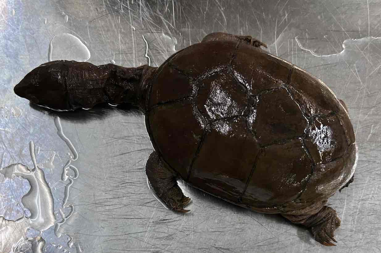 <p>Yellow mud turtle</p>