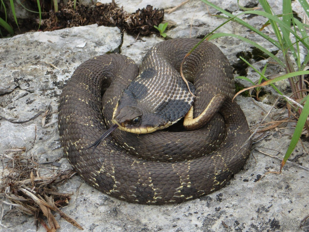 <p>Family Colubridae</p><p>Latin: Heterodon platirhinos</p><p>Eastern Hog-nosed Snake</p>