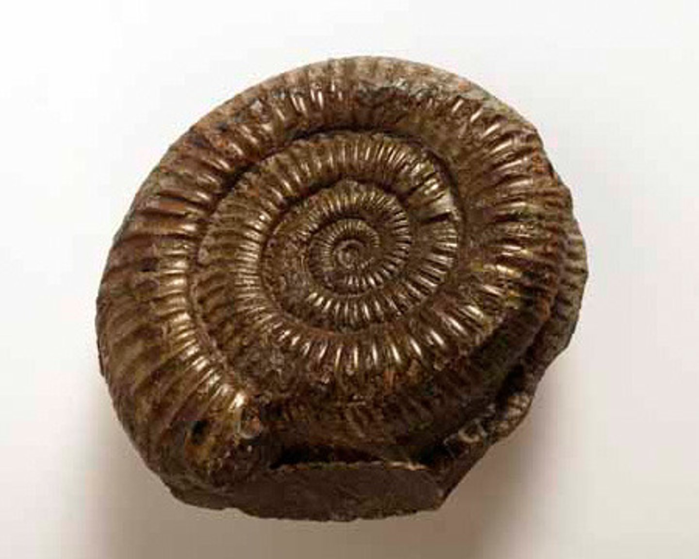 <p>a widespread genus of ammonites from the Lower Jurassic period, approximately 180 million years ago</p>