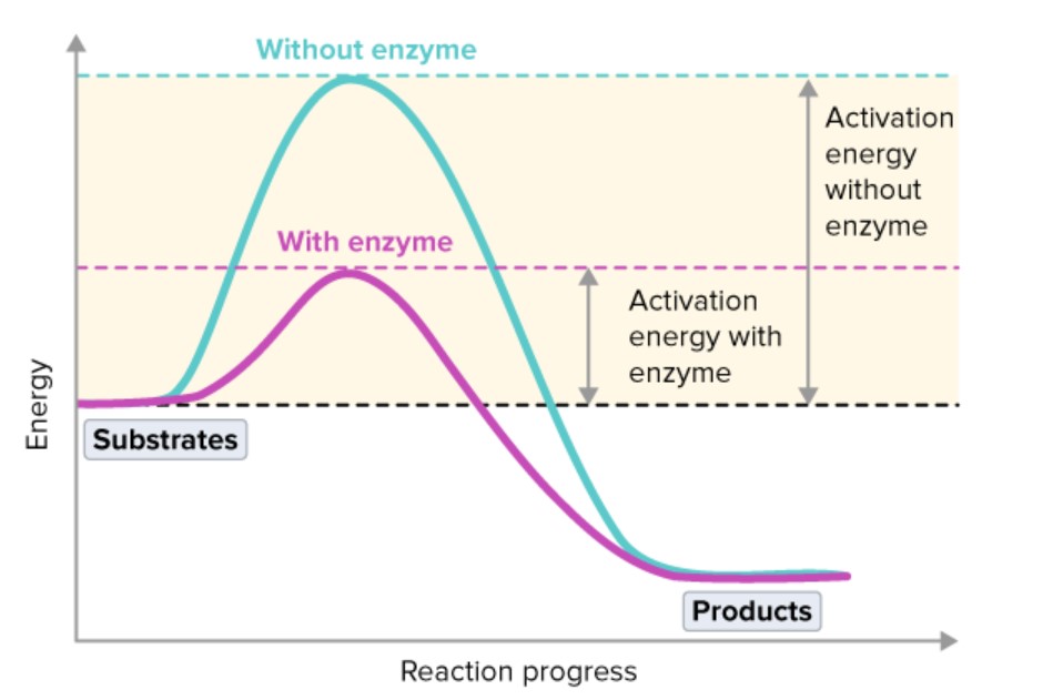 <p>Lowering the activation energy reduces the input of energy needed to allow reactions to take place; which means they can take place at lower temperatures.</p><p>As a result, the reaction will occur at a faster rate.</p>