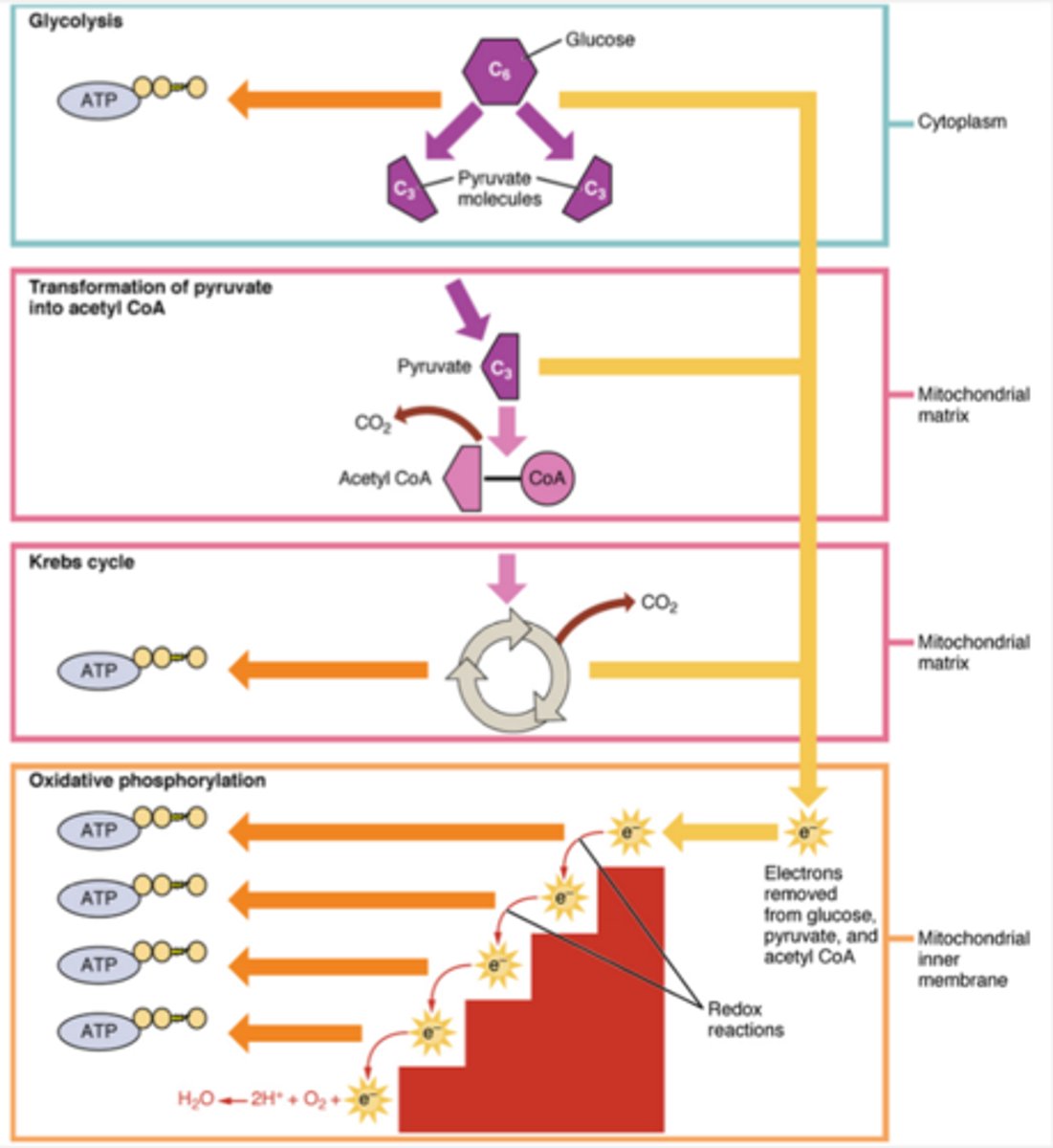 <p>1. glycolysis 2. pyruvate oxidation 3. Krebs cycle 4. electron transport chain reactions</p>