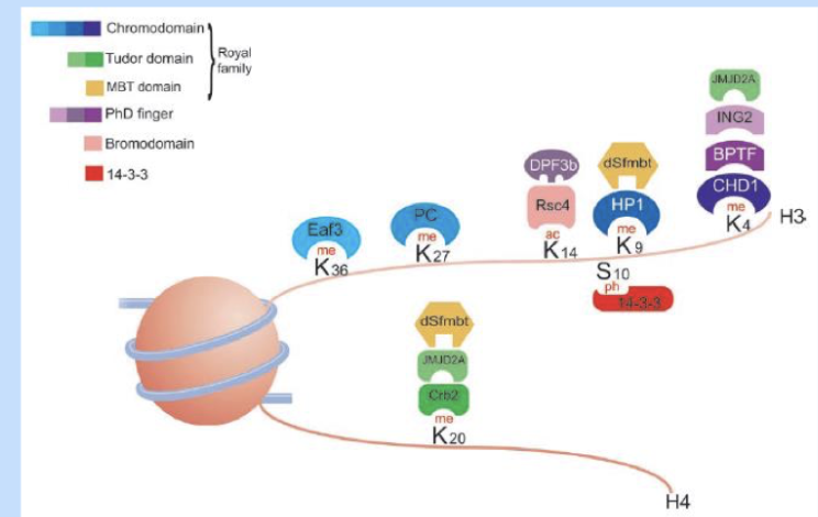 <p><span style="background-color: inherit; line-height: 22px; color: windowtext;"><span>Histone- globular proteins with long tails</span></span><span style="line-height: 22px; color: windowtext;"><span>&nbsp;</span></span></p><ul><li><p class="Paragraph SCXO125943397 BCX0" style="text-align: left;"><span style="background-color: inherit; line-height: 22px; color: windowtext;"><span>Most modifications occurs on the tails</span></span><span style="line-height: 22px; color: windowtext;"><span>&nbsp;</span></span></p></li><li><p>billions of combinations</p></li></ul><p></p>