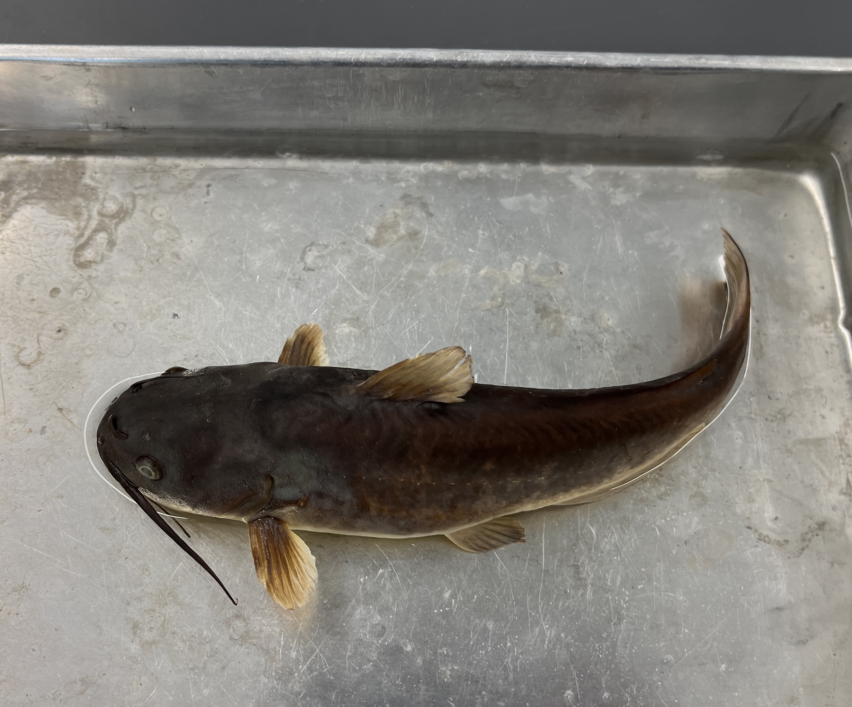 <p>Brown Bullhead</p>