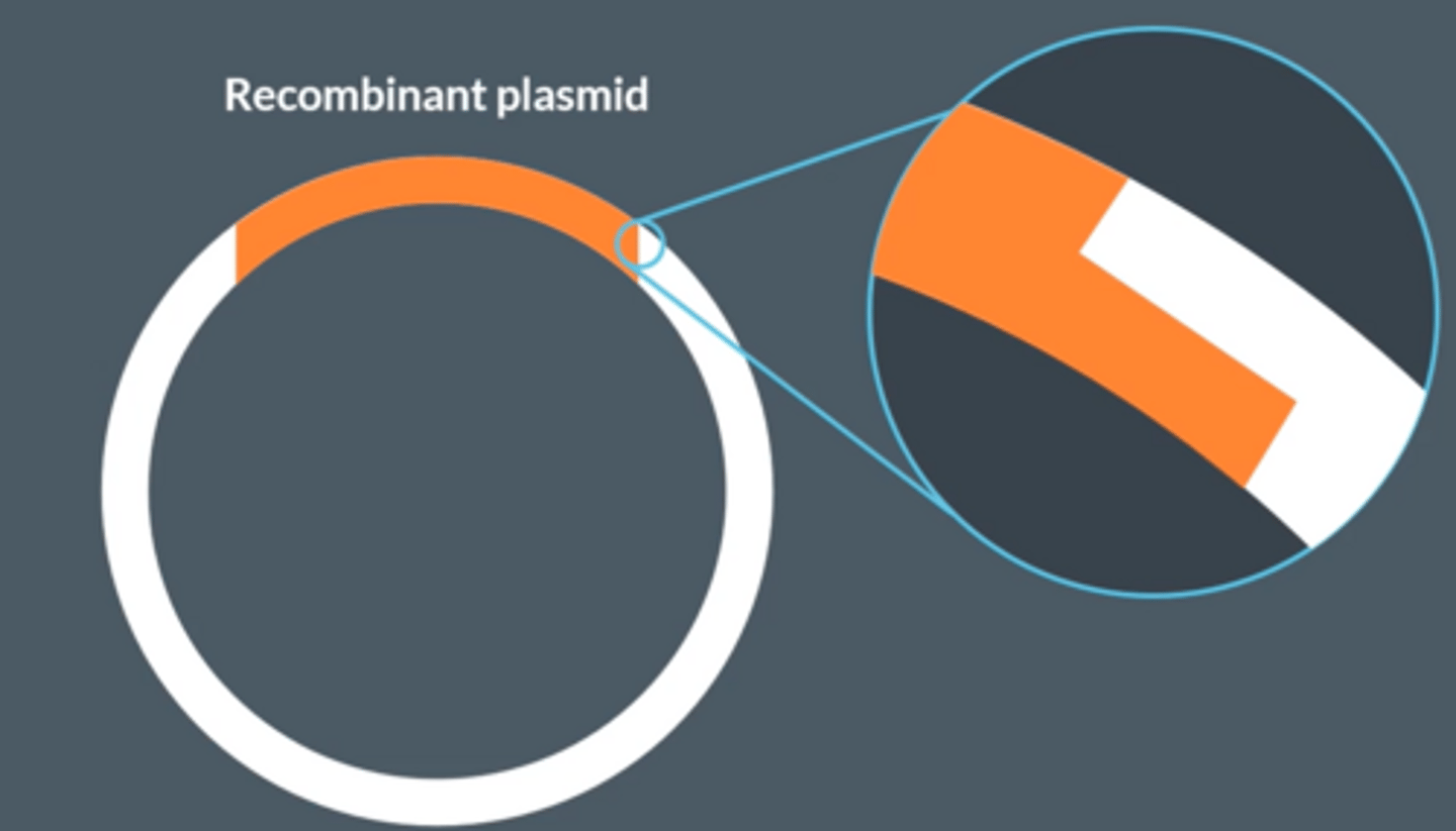 <p>● Joins together the nucleotides of the DNA fragment with the nucleotides of the plasmid </p><p>● by catalysing the formation of phosphodiester bonds via condensation reactions.</p><p>The sticky ends of the recombinant plasmid looks like blunt ends</p>