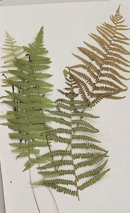 <p>plant?</p>