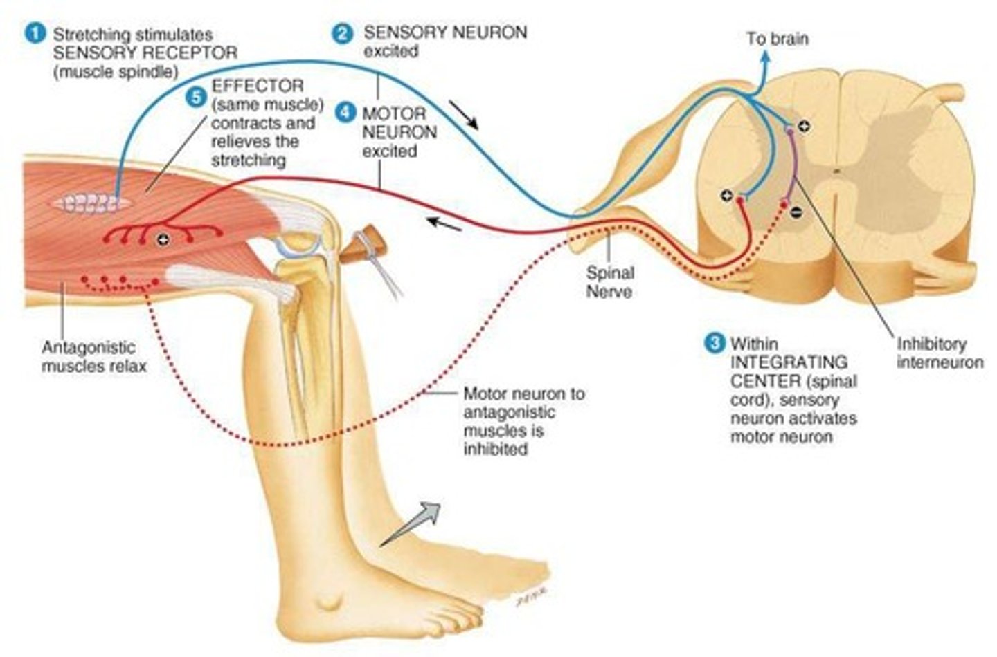 <p>It controls muscle length by causing muscle contraction to prevent injury from overstretching.</p>