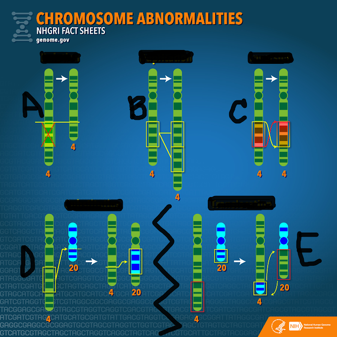 <p><br><span>Which letter(s) is showing a mutation affecting only one homologous pair?&nbsp;</span></p>