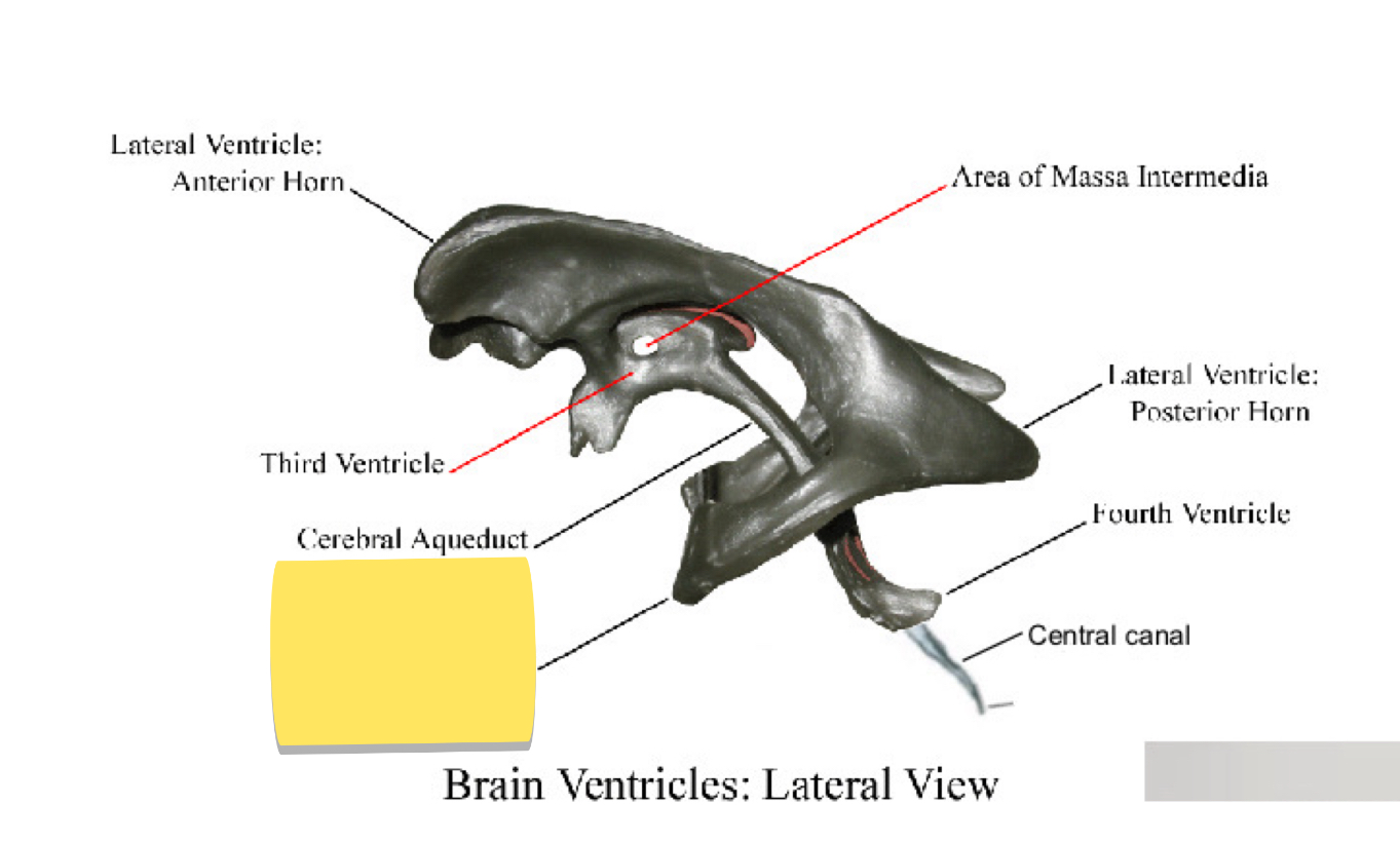 <p>Name this brain ventricle </p>