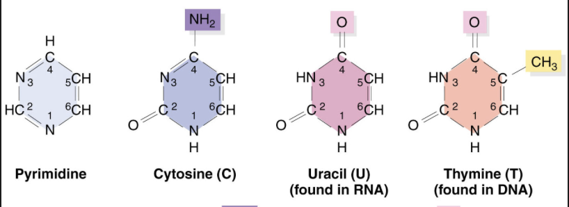 <p>Are single ringed nitrogenous bases found in DNA and RNA, including cytosine, thymine, and uracil. </p>