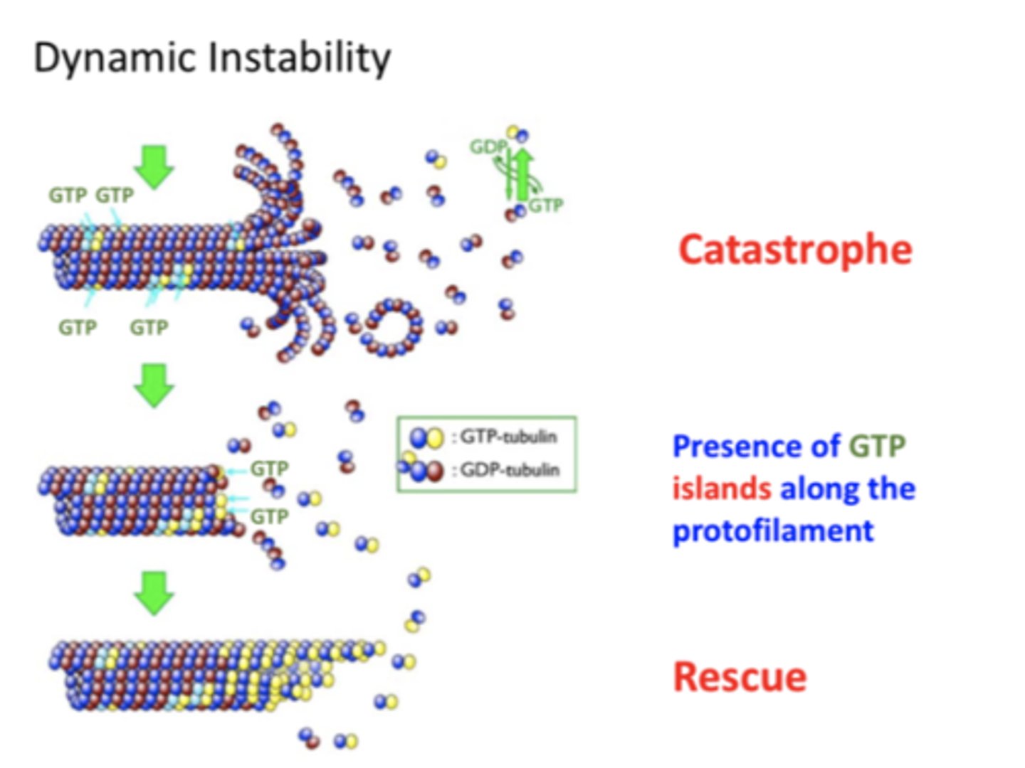 <p>Regions of GTP-bound beta tubulin on a protofilament that can spontaneously initiate rescue</p>