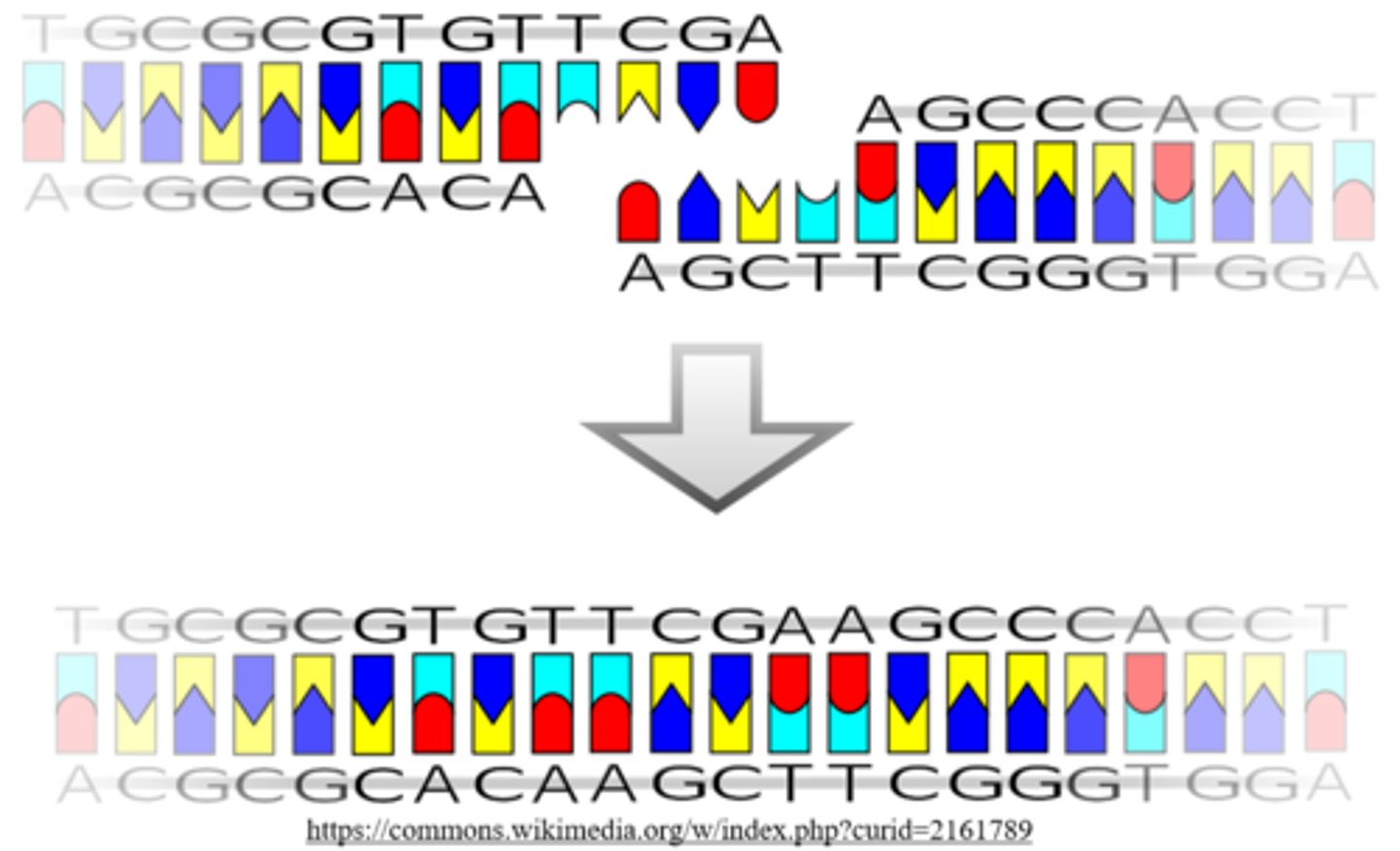 <p>DNA ligase</p>