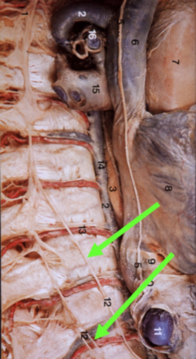 <p>Are preganglionic fibres. </p><p>Paired visceral nerves (nerves that contribute to innervation of the internal organs), carrying visceral efferent fibres of the ANS as well as sensory fibres from the organs (visceral afferent fibre).</p>