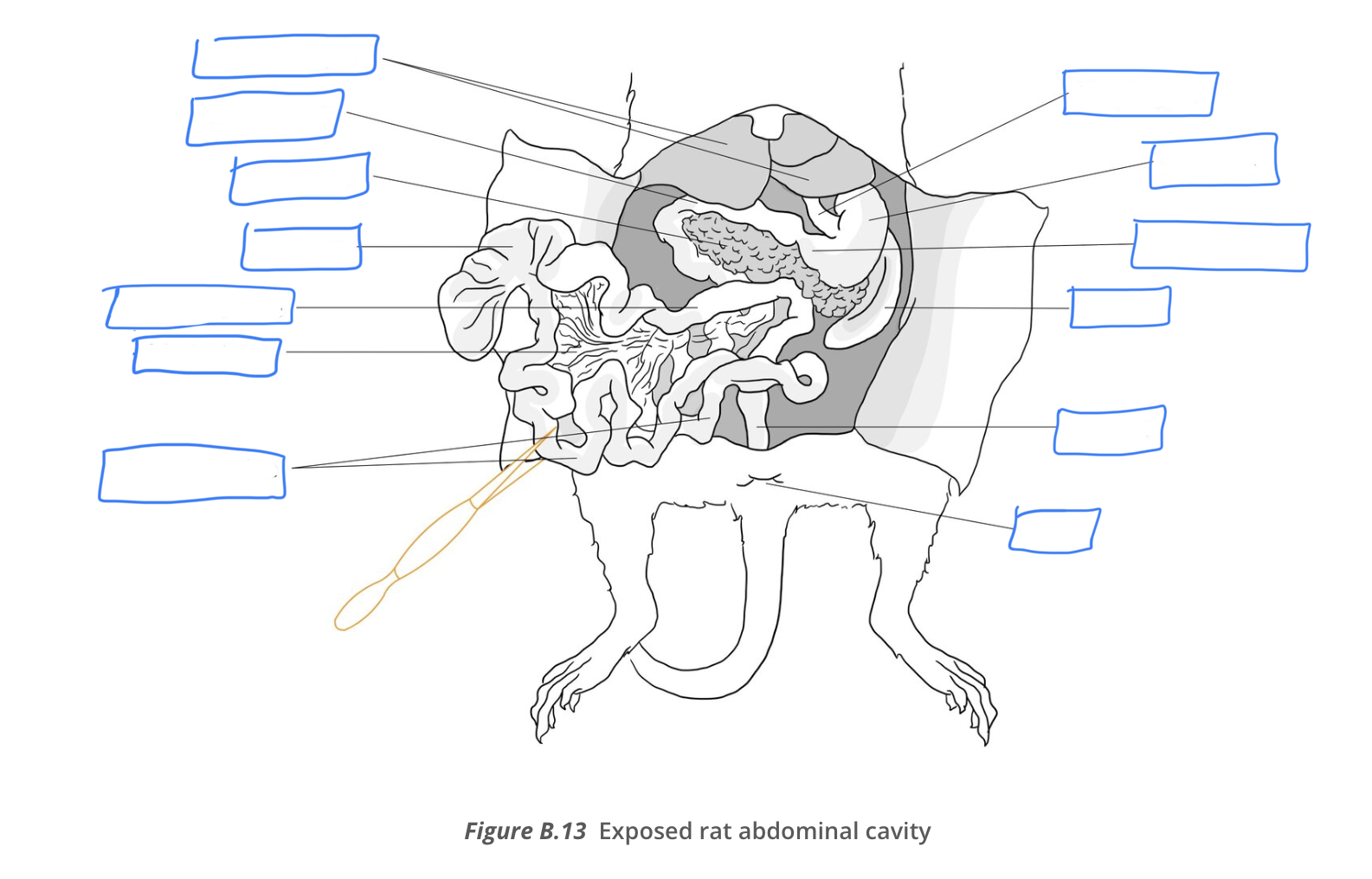<p>diagram of rat abdominal cavity</p>