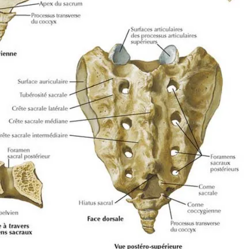 <ul><li><p>réunion des PE = crête sacrale médiane</p></li><li><p>réunion des lames = gouttière sacrale</p></li><li><p>réunion des PA = crête sacrale latérale</p></li><li><p>4 paires de foramens intervertébraux dorsaux allant laisser passage aux racines nerveuses vers les muscles du bassin</p></li></ul>