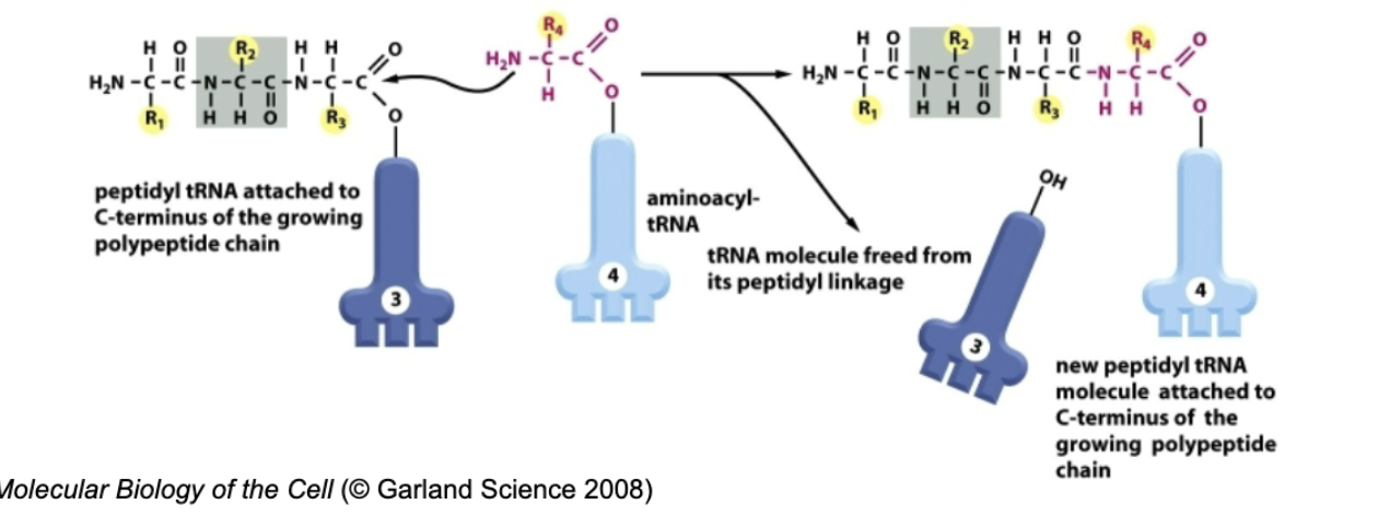 <p>New aminoacyl tRNA replaces old tRNA</p>